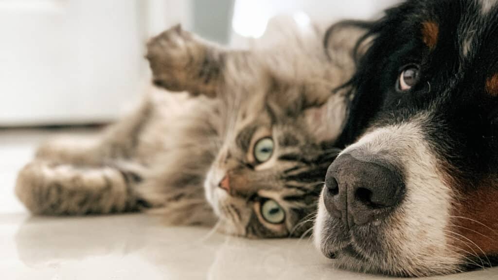a cat and dog lying on the floor